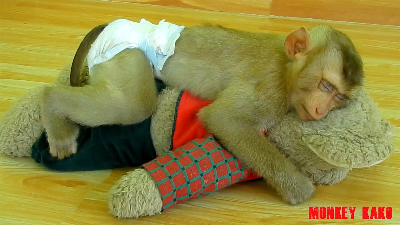 Monkey Kako Sleeping Well While Mom Massage Body For Him | Baby Monkey Massage