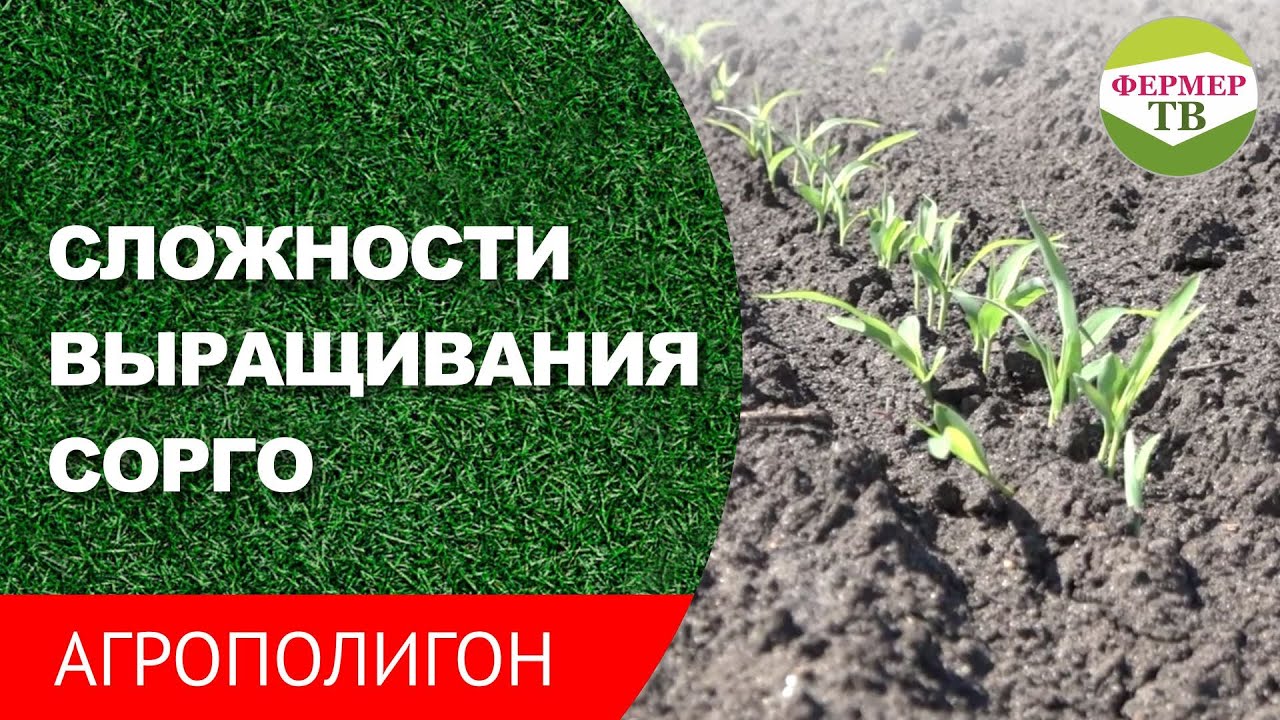 Сложности выращивания сорго (Агрополигон 4 часть)