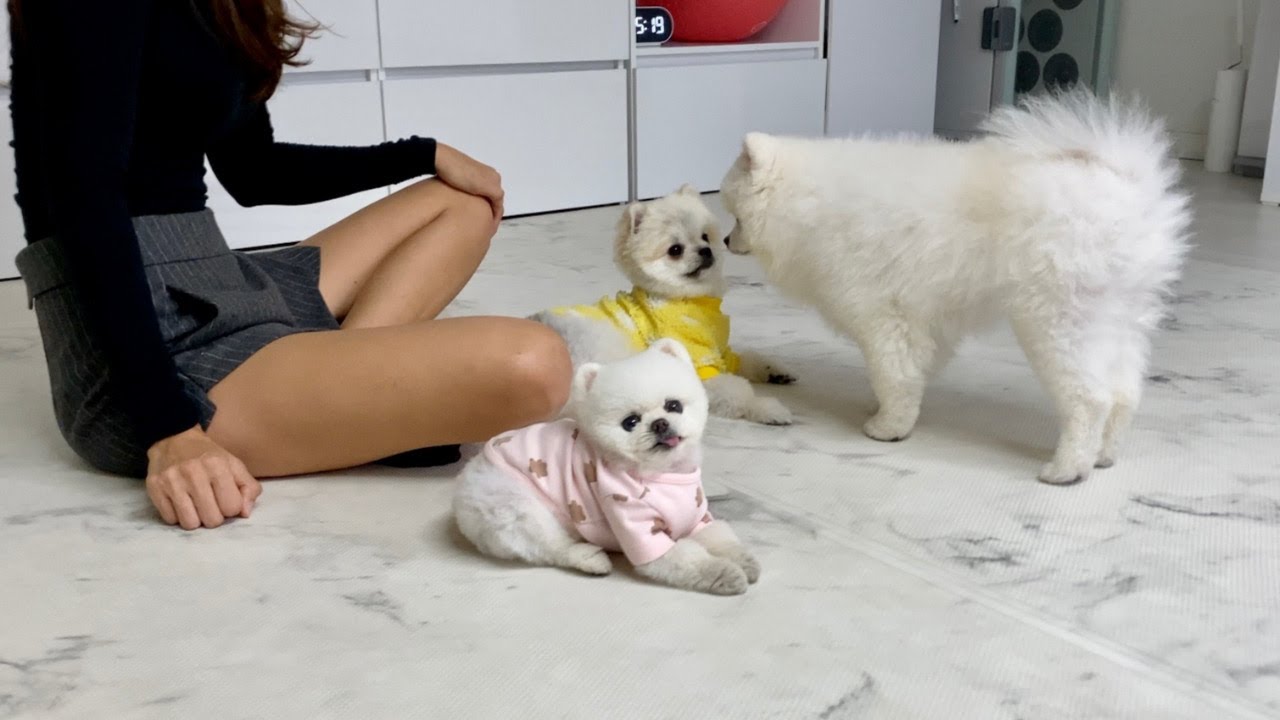 패셔니스타 강아지 루디, 퐁키 옷장 털고왔어요~(Feat.루퐁이네) / We've robbed fashionista Rupong's closet