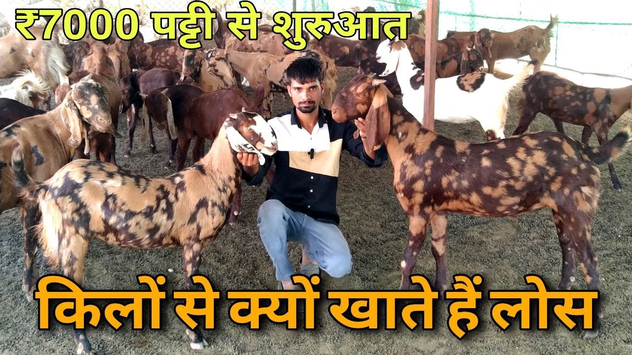 ₹7000 से पट्टी से शुरुआत! किलो से क्यों खाते हैं लॉस! सिरोही नस्ल की बकरियां at Pankaj Toshik