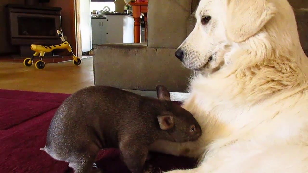 Wombat joey Yhi with guardian dog Stella at Sleepy Burrows Wombat Sanctuary