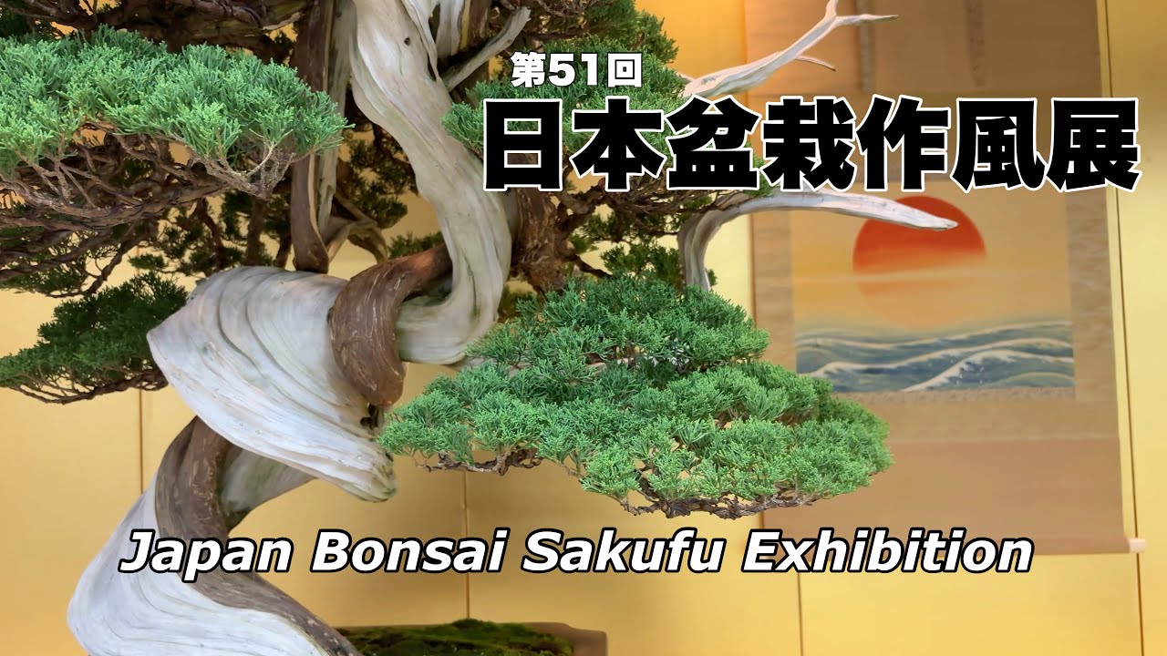 第51回 日本盆栽作風展／51st Japan Bonsai Sakufu Exhibition