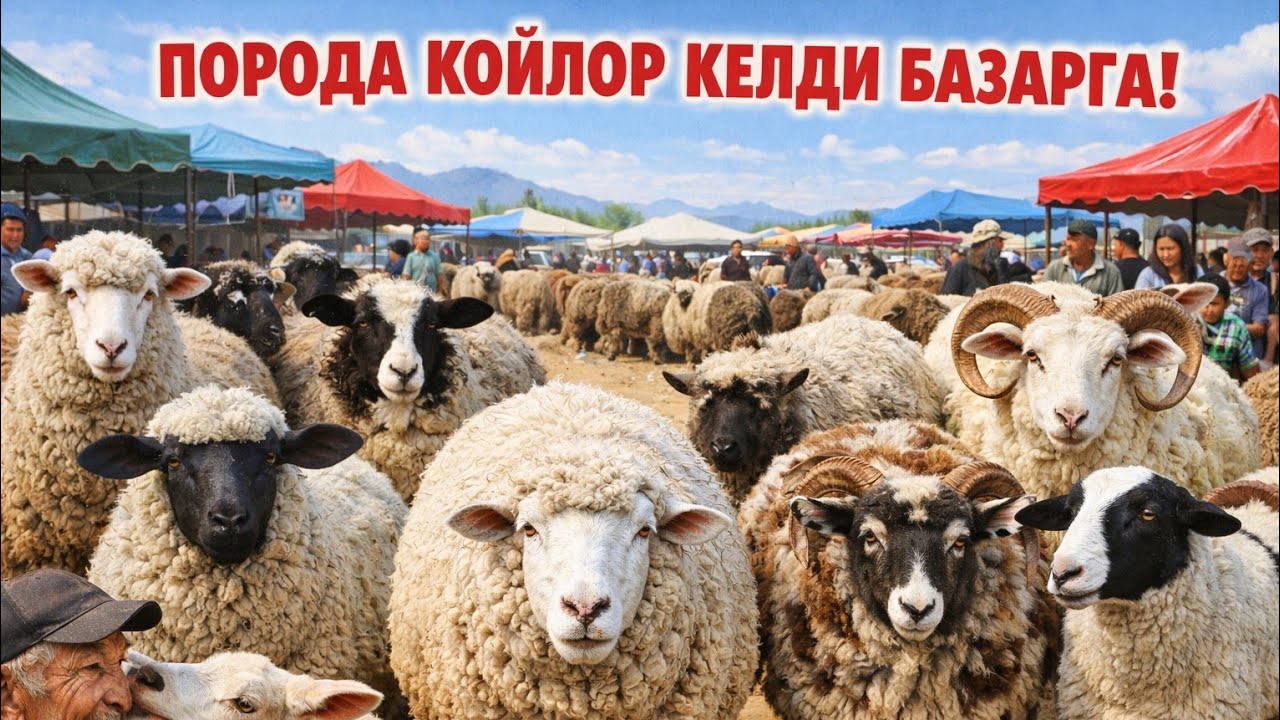 28.02.26 Куршаб кой базары туугандар #кыргызстан 