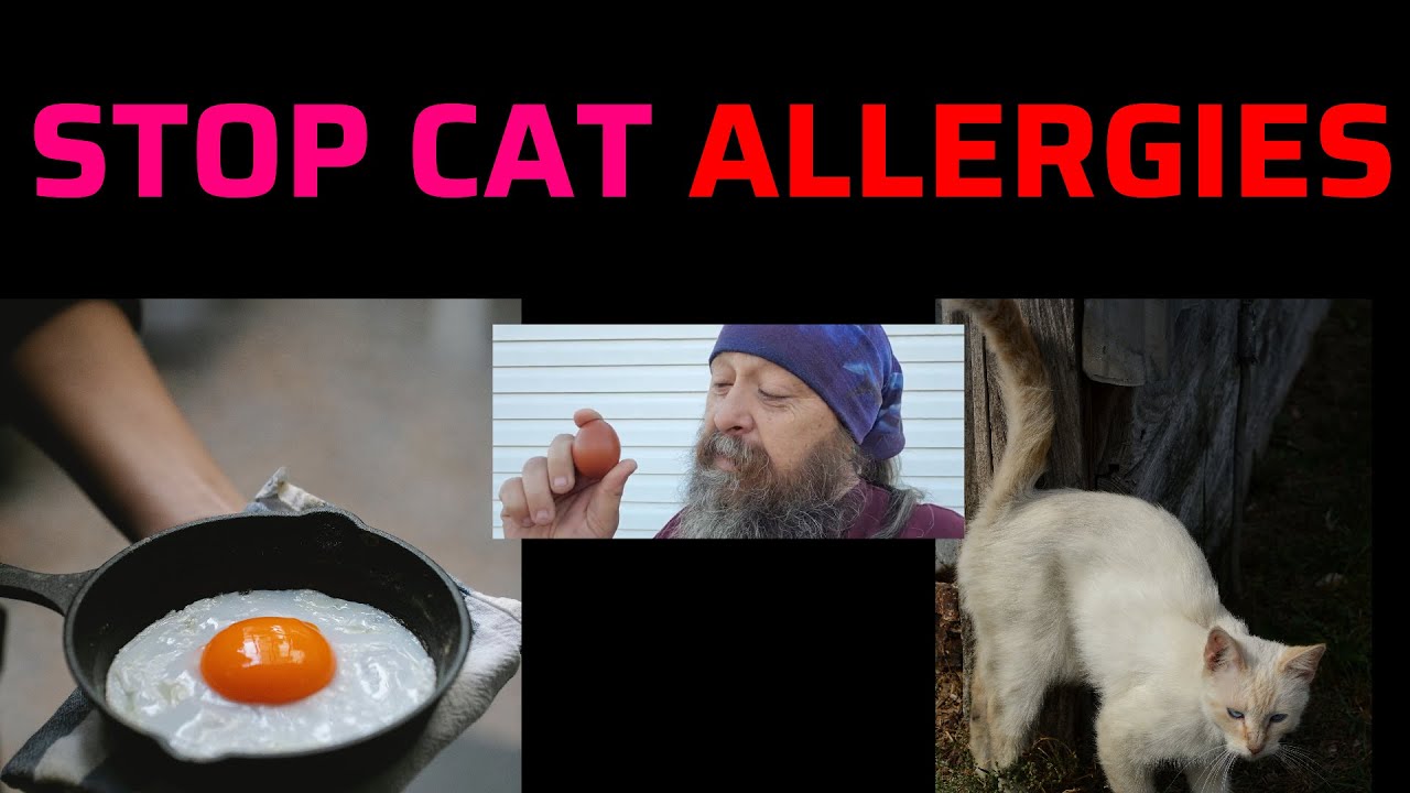 Farm Fresh Eggs and Cat Allergies