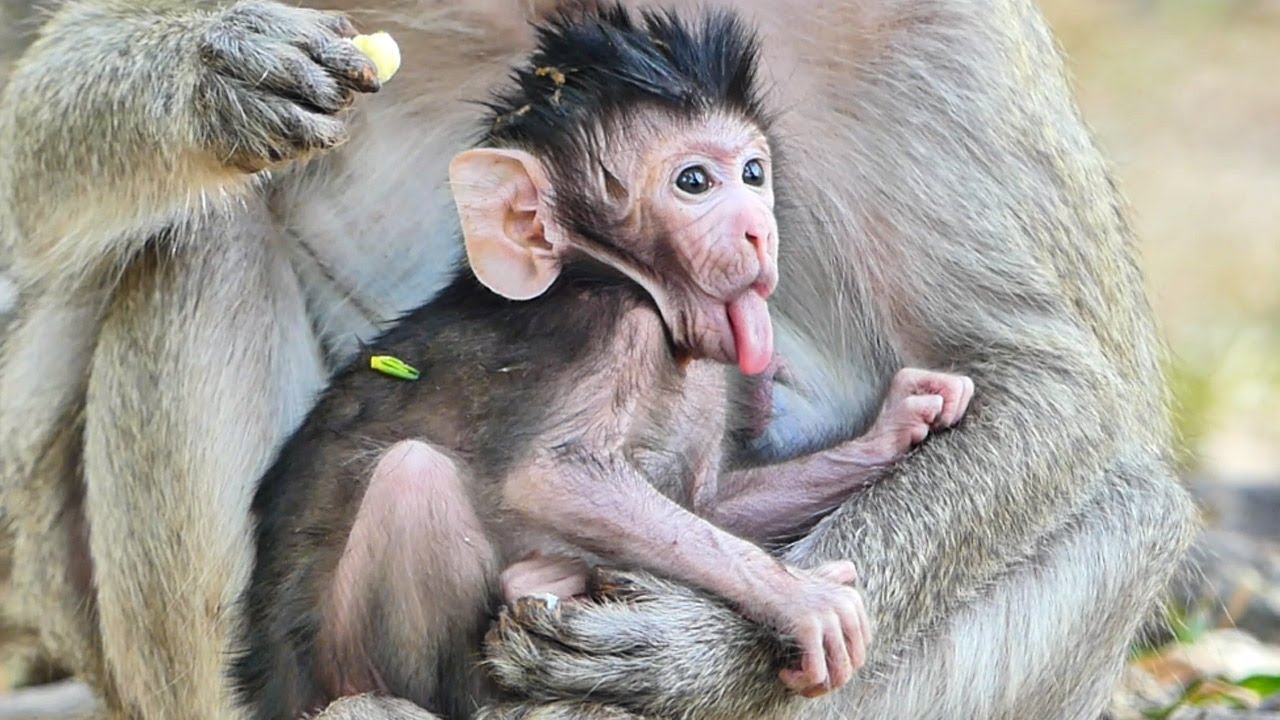 Beautiful happy excited  new born baby monkey Pandora playful great evening