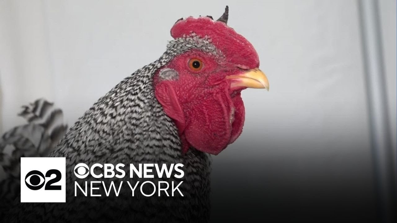 Wandering rooster nabbed by New Jersey police officers