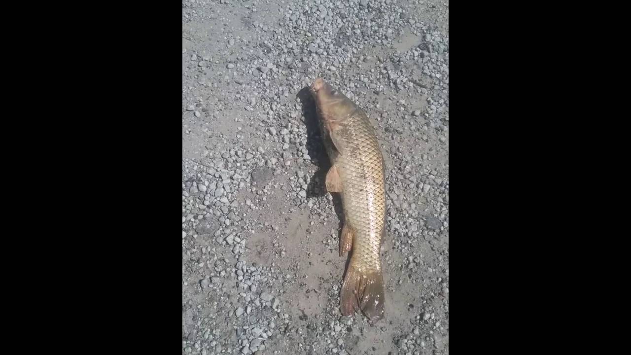 Fishing mud lake Saint Joseph  Missouri