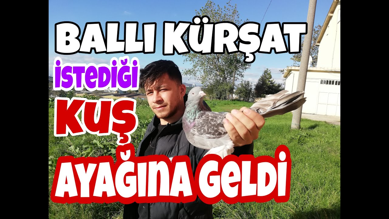 Ballı K&uuml;rşat. İstediği Kuş Ayağına Geldi. Ka&ccedil;ak Miski Yakaladık. Birol Karalı Ka&ccedil;ak G&uuml;vercin Videola