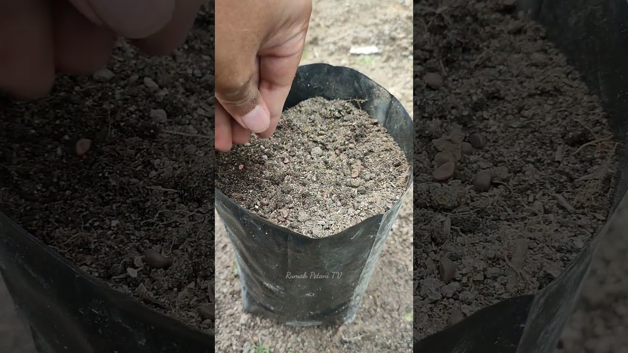 Growing water spinach in polybag