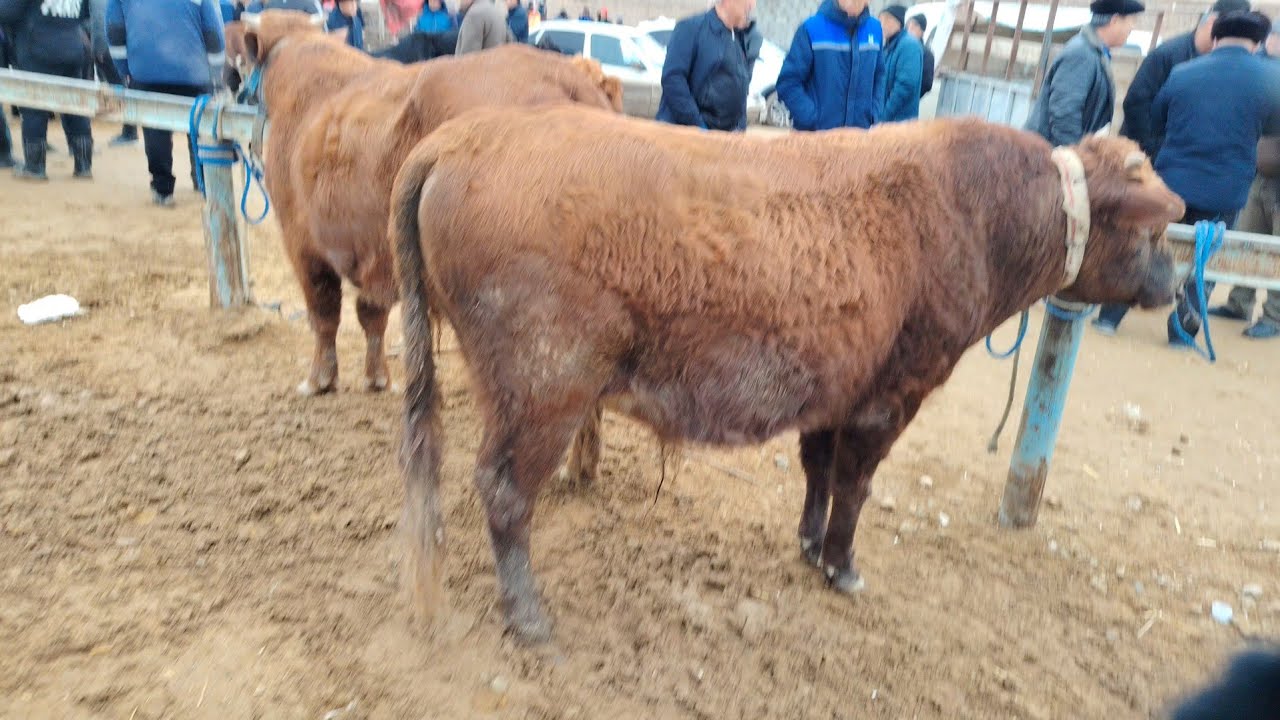 XORAZM PITNAK MOL BOZORI NARXLARI 2 QISM 08.02.2026.#xorazm #bogot #hazorasp #pitnak #xiva #xonqa 