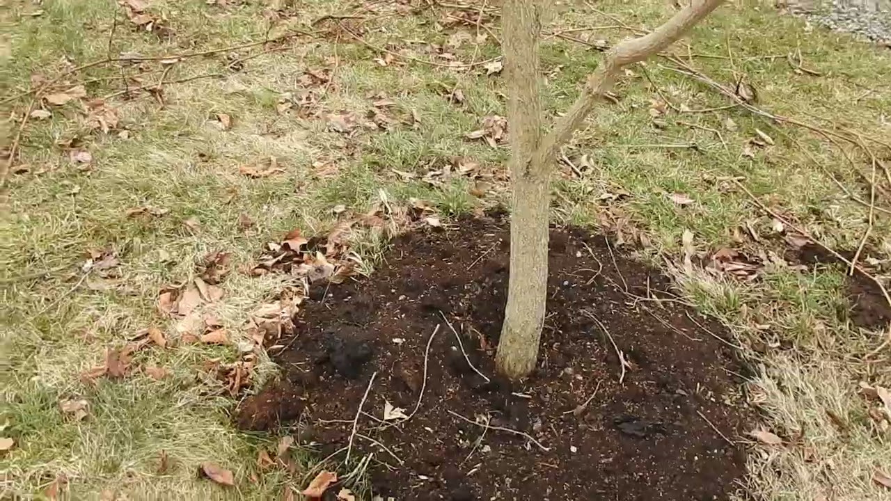 Japanese Persimmon Pruning and Grafting Prep #organicfarming #persimmon #organicfruit