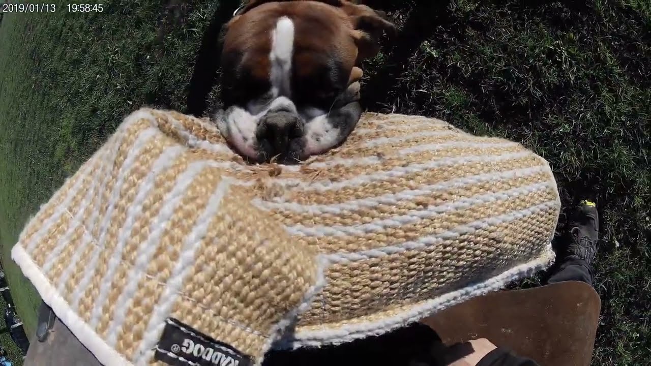 Work with Your boxer! Enjoy!!