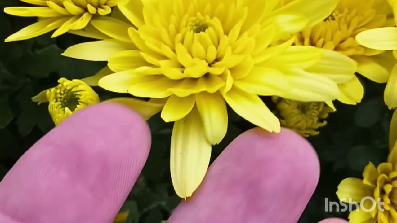 Умови замовлення євро живців хризантеми мультифлора 🌸