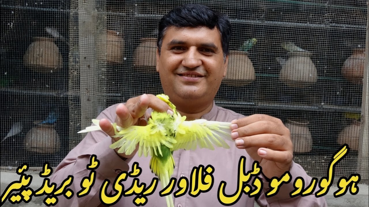 Hogoromo Budgies Double Flower  TCB Opaline Lesswing Breeding Setup Visit | Budgies Parrots Traders