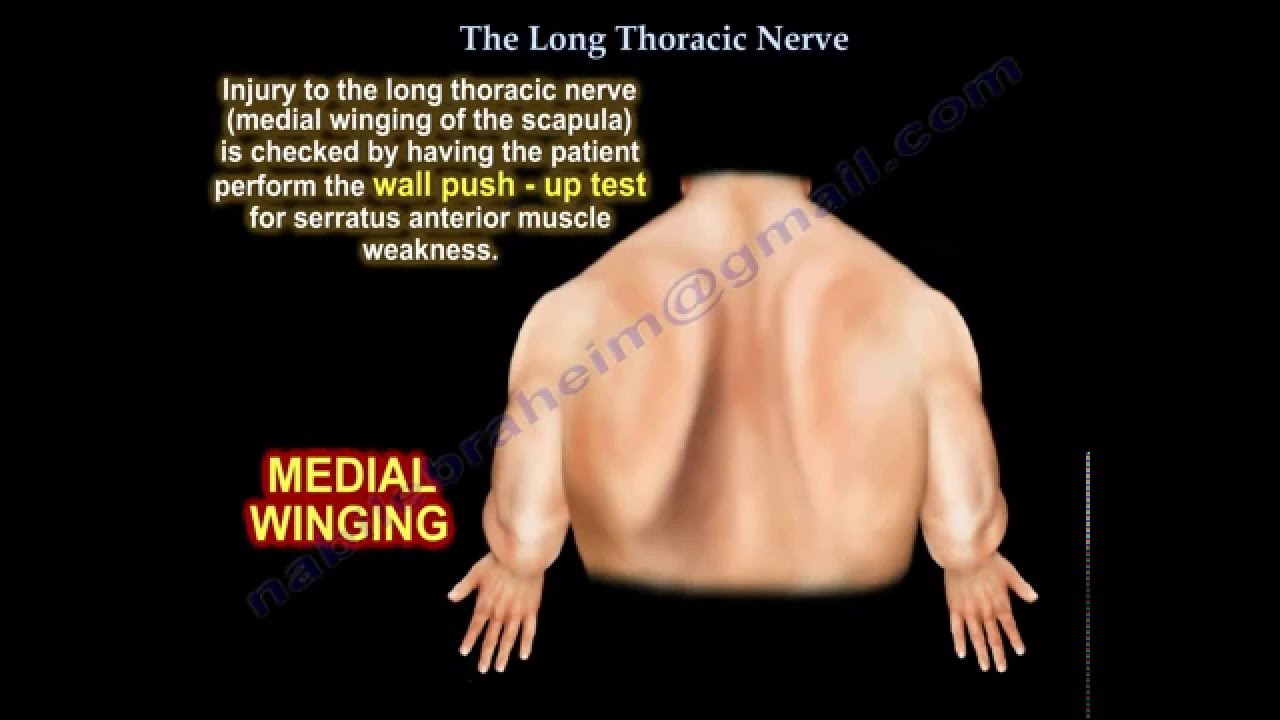 winging  of the scapula , Long Thoracic Nerve  - Everything You Need To Know - Dr. Nabil Ebraheim