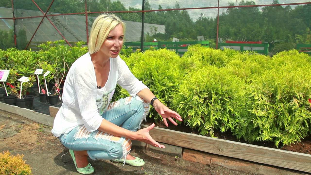 Туи Глобоза Аурея и Рейнголд