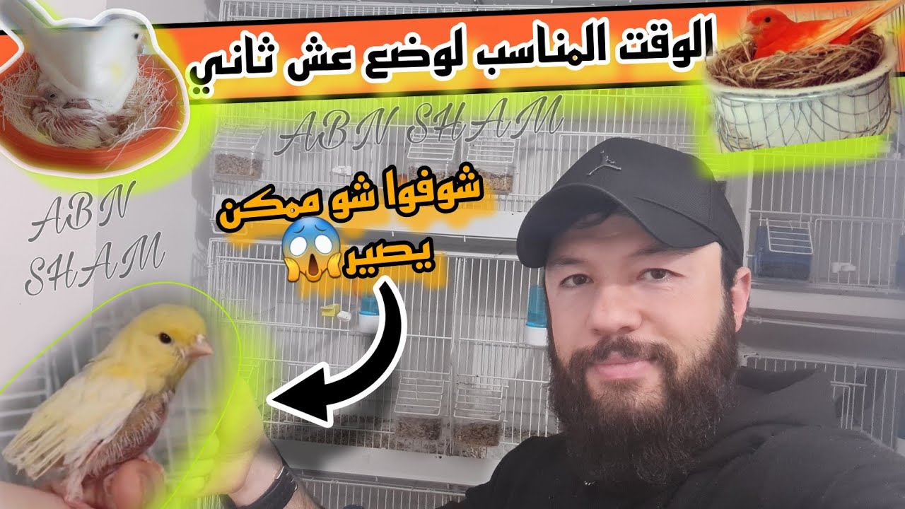 بموسم الإنتاج 2024 أنثى الكناري تريد بناء عش ثاني حتى لا تكون سبب بموت الفراخ لازم تفعل هذا شيء احذر