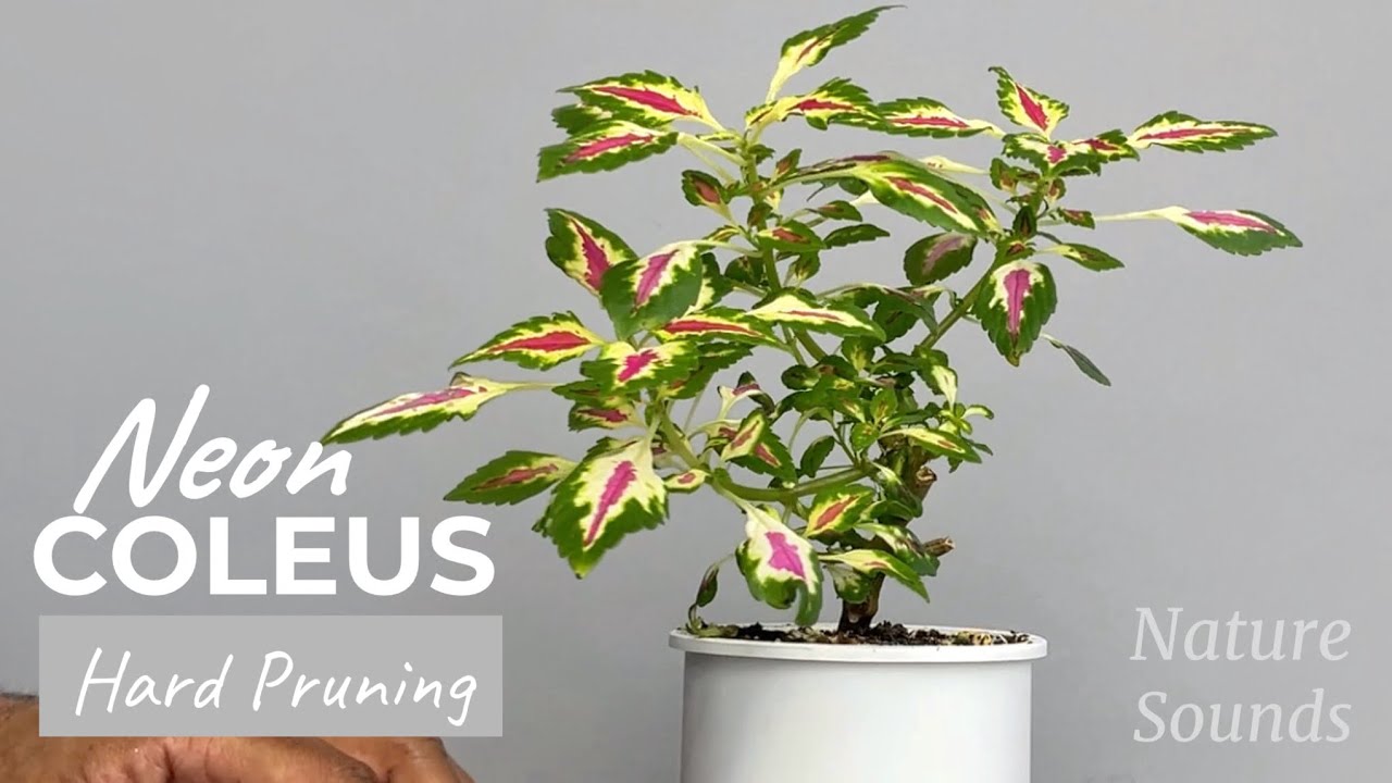 Preparing Coleus Plant for Bonsai Work, Dec2022