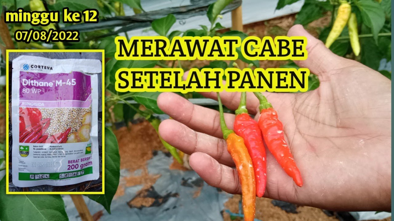 Merawat Cabe Setelah Panen ||  Fungisida Dithane