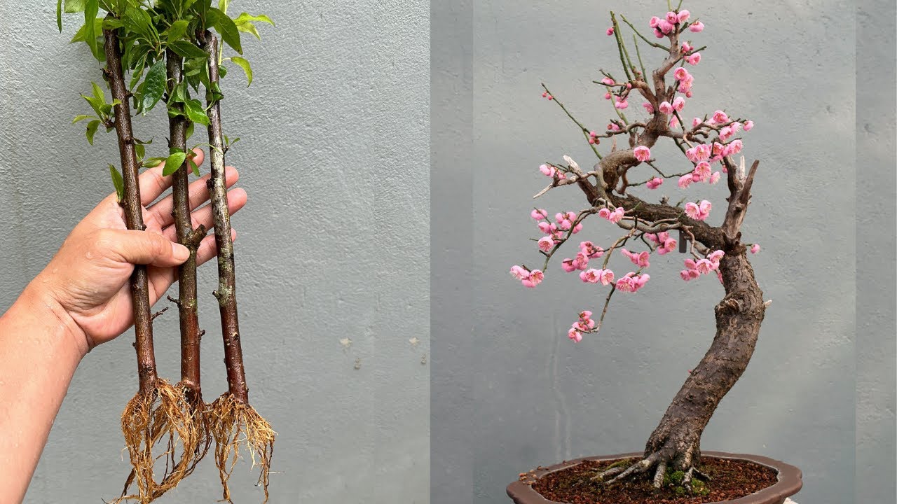 Cách Giâm Cành Đào Sau Khi Chơi Tết (Thành Công 100%)
