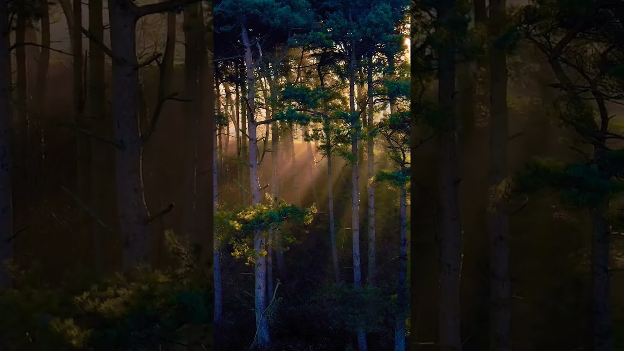 🌄Sun set in forest🌴 4k video#shorts #sunset