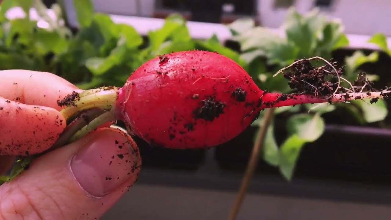 Radieschen Sorten 🔴 Meine Top 3 f&uuml;r den Balkongarten! Diese wachsen und schmecken am Besten!