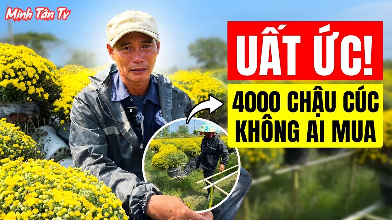 SỐC: Đạp Nát 4000 Chậu Cúc Mâm Xôi Giữa Ban Ngày - Minh Tân TV