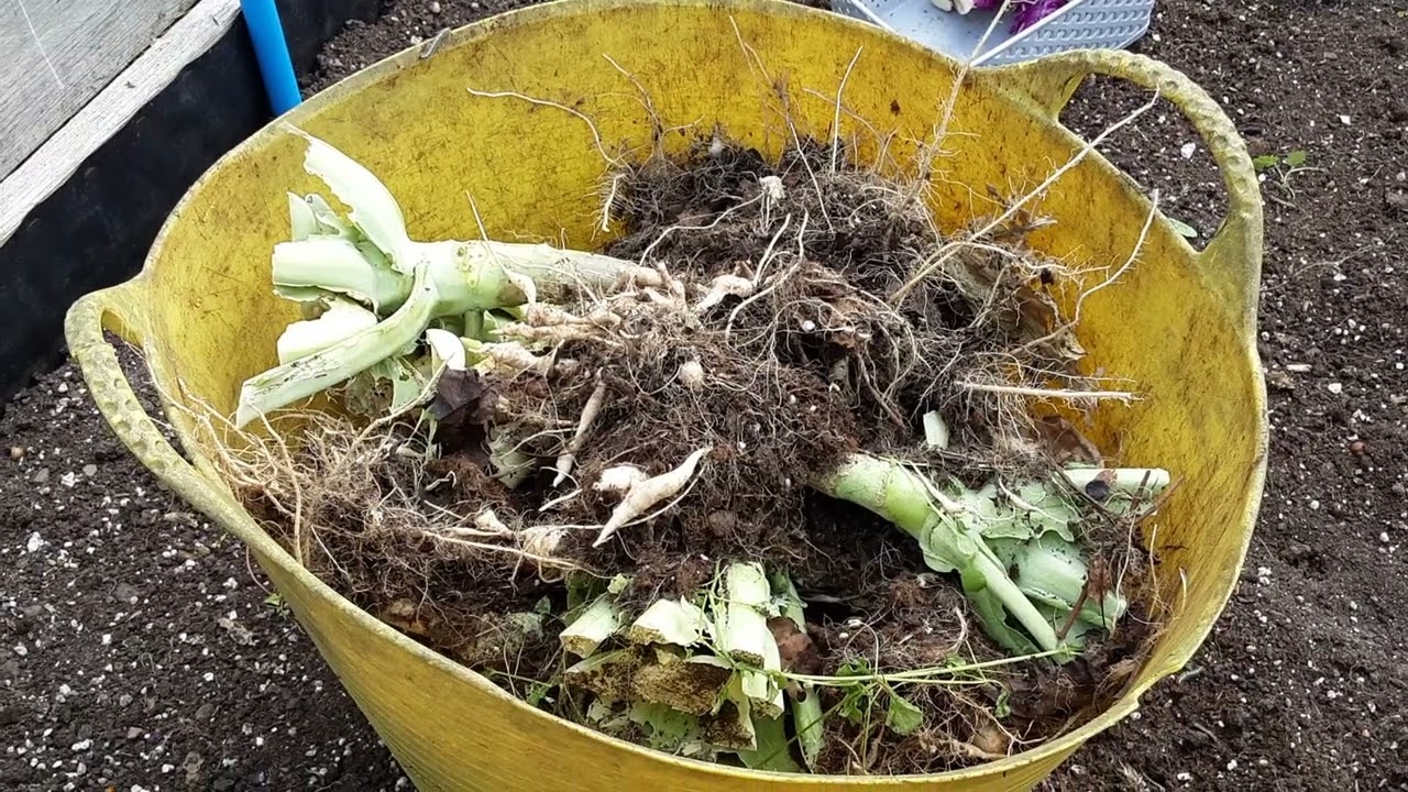 Caterpillars Have Decimated My Brassicas & Worst Club Root Ever On My Allotments