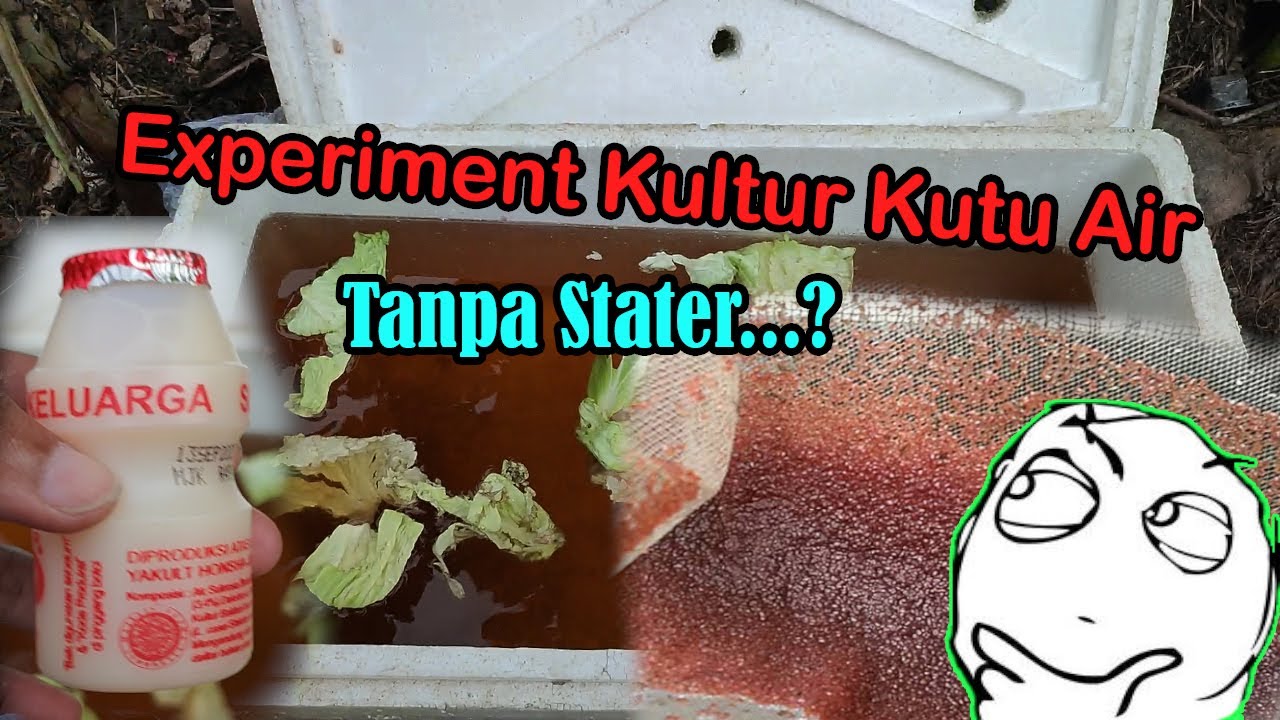 Experimen Kultur Kutu Air Tanpa Stater