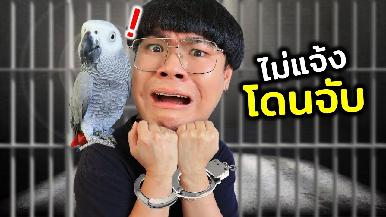 เจ้านกแรคคูนเป็นสัตว์ป่าใกล้สูญพันธุ์ มีสิทธิ์โดนจับ!!!