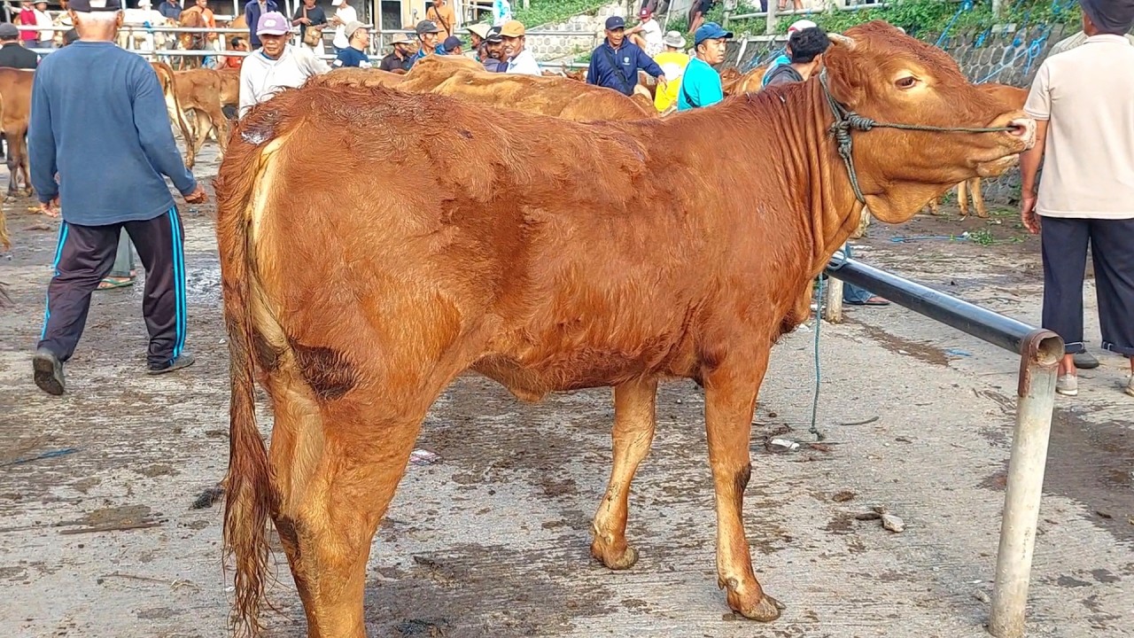 13 Juta‼️ DOROAN LEMOSIN SUPER CALON INDUKAN JUMBO IDOLA PETERNAK BREEDING