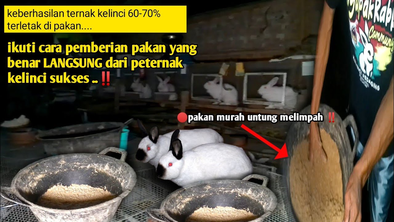 Ikuti‼️Cara Pemberian PAKAN KELINCI yang Benar Langsung Dari PETERNAK KELINCI Sukses