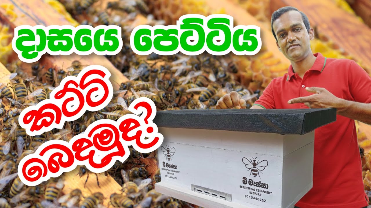 රාමු 16 පෙට්ටියකින් ජනපදයක් කට්ටි බෙදීම | Colony splitting from 16 Frame bee box