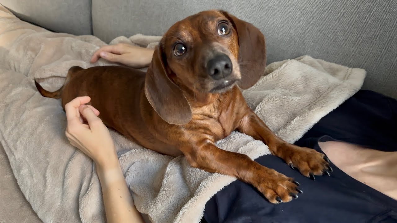 Mini dachshund enjoys a weekend full of snuggles & walks