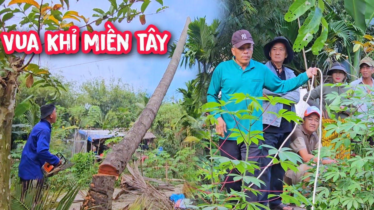 Vua Khỉ cưa hạ gốc cây Dừa trên 60 năm tuổi và đôn đọt cây me Siêu Trái.