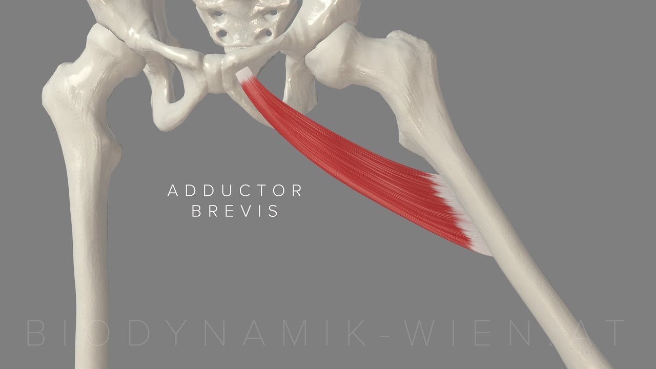 Adductor Brevis 3D Animation 4k