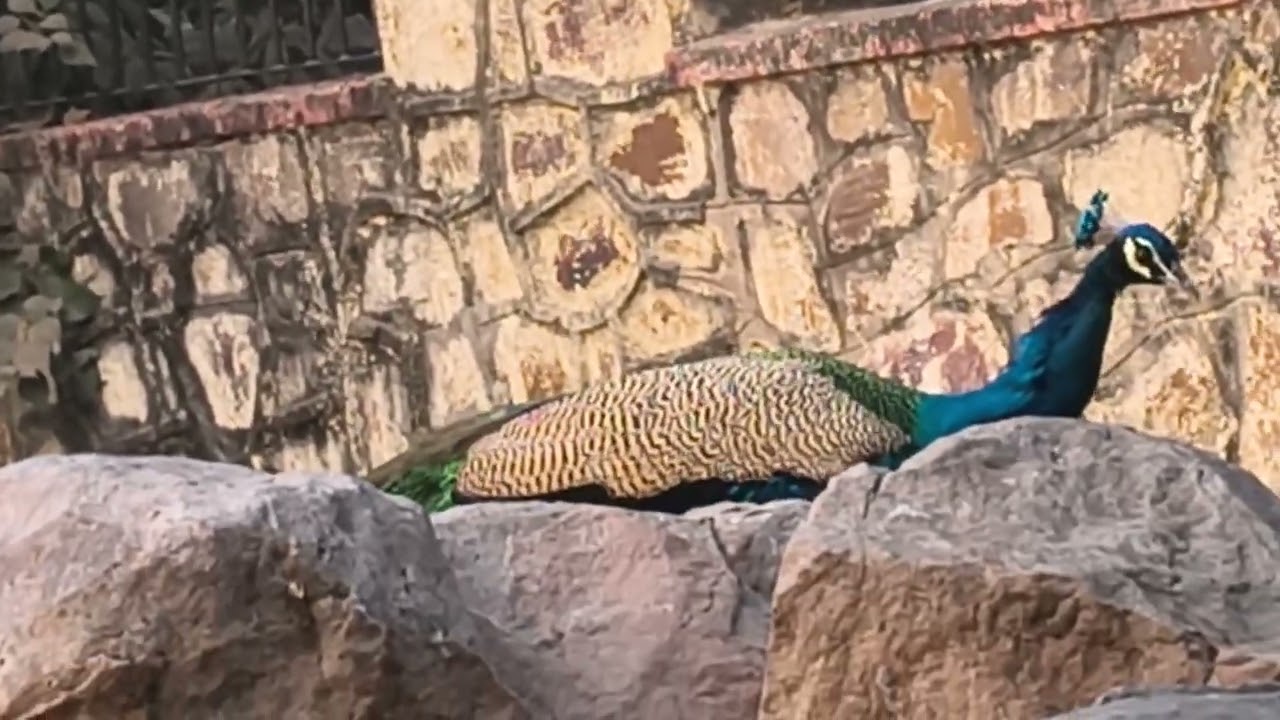 🦚🦚🦚🦚Friends, I felt a little sad today because I disturbed Peacock#viral#nature#viralvideos #peacock