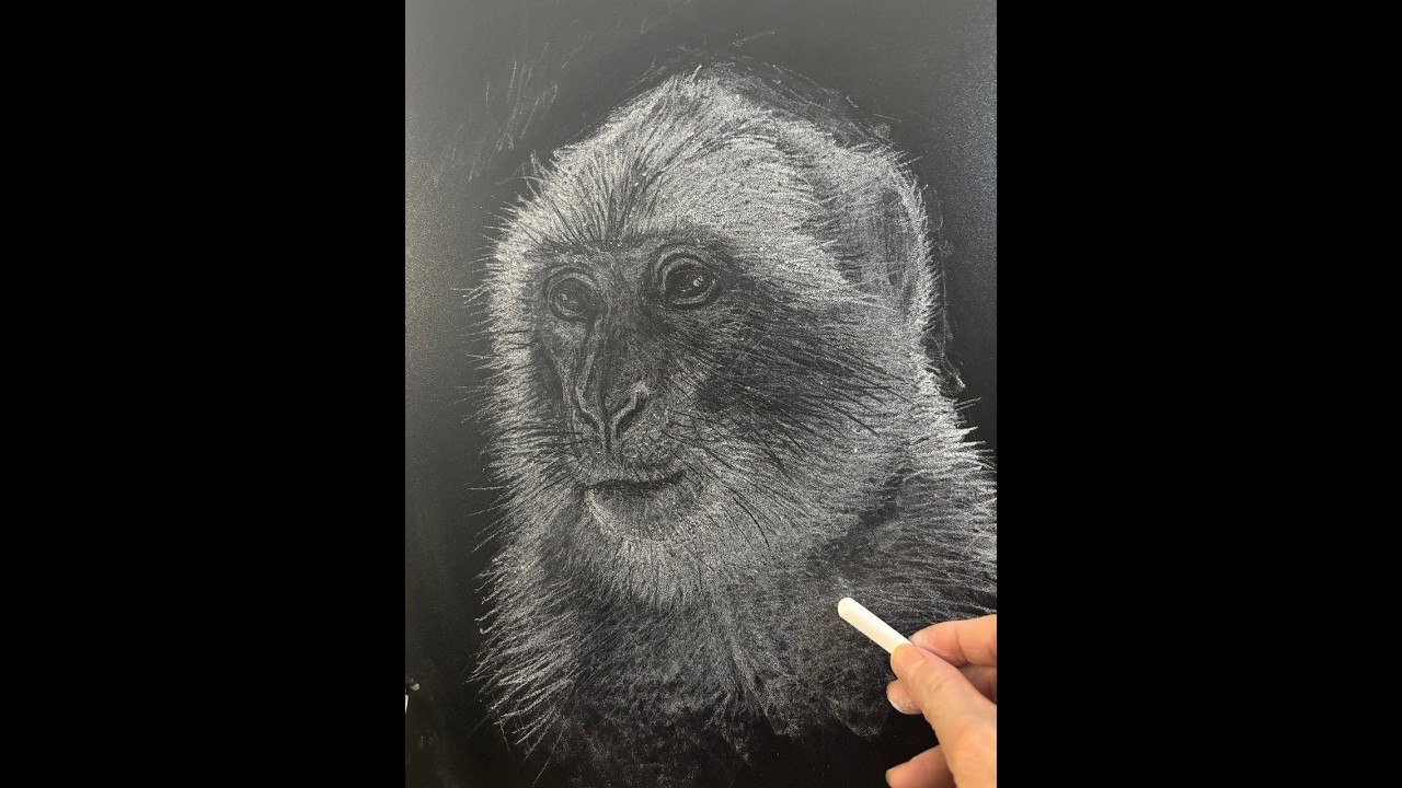 黑板粉筆畫猴子Blackboard drawing wild animal