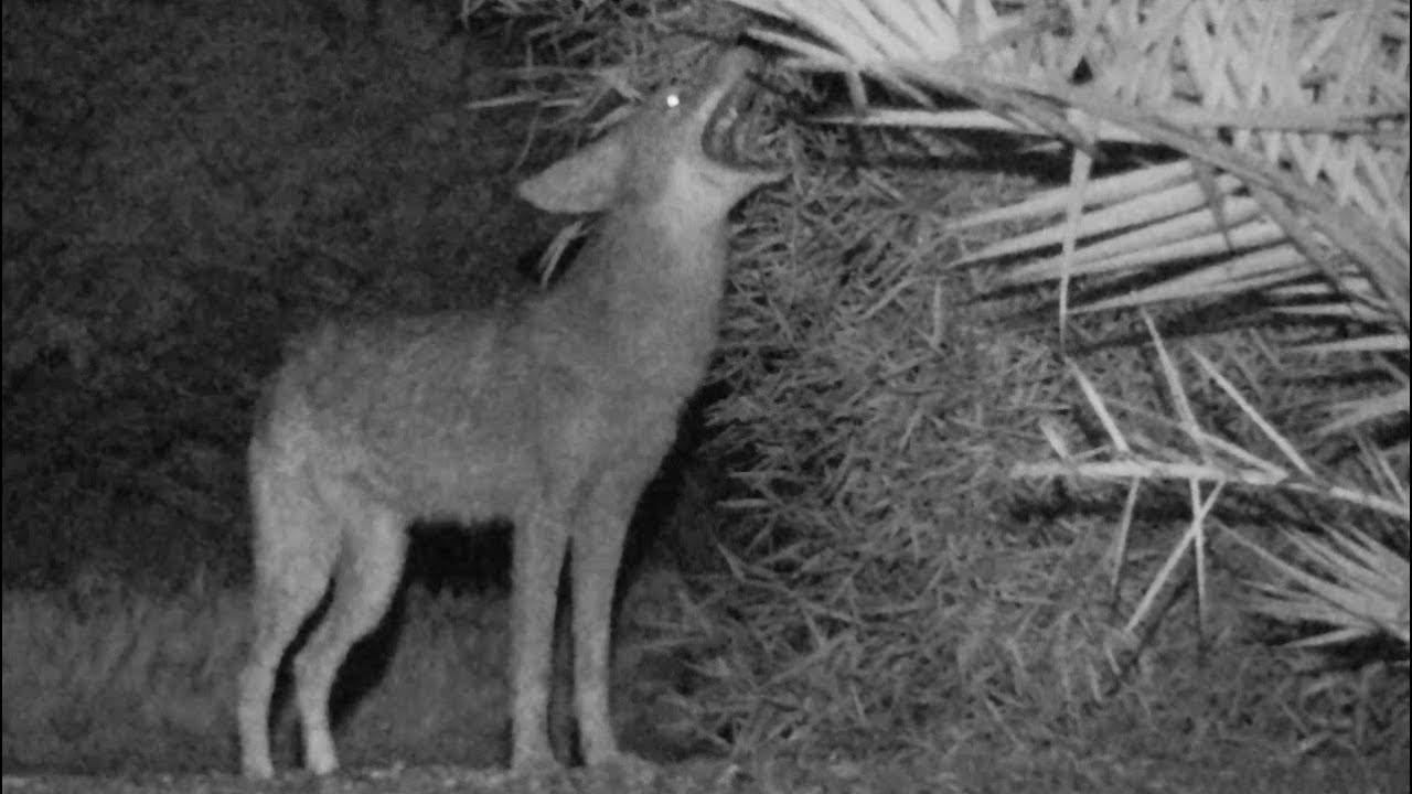 Coyote Howling and Stalking Behavior