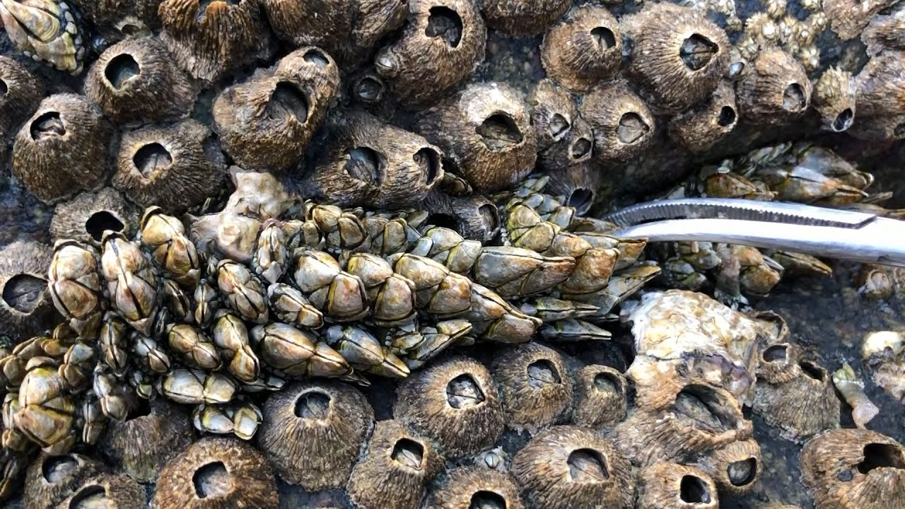 闲牛赶海拔佛手螺又大收获，还发现一种像鲍鱼一样的靓海货，开心