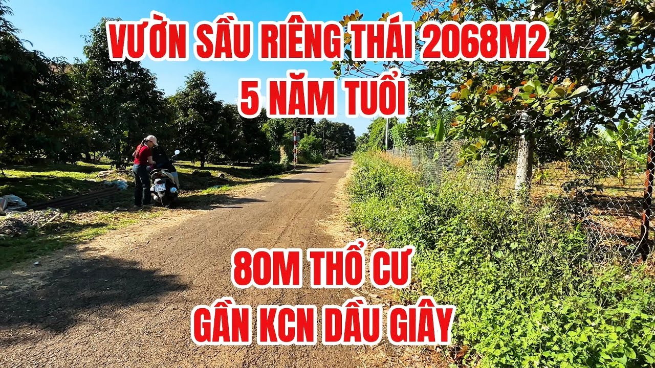 Vườn sầu riêng thái 2068m2 thổ cư đang thu hoạch gần KCN dầu giây #đất_đồng_nai 