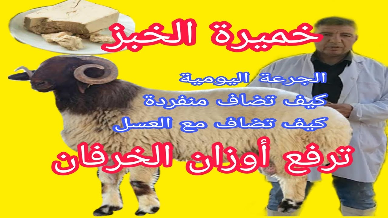 كيف تضاف الخميرة للخرفان لرفع الاوزان ..الجرعة المناسبة ..هل تضاف منفردة أو مع العسل  د.السيد الطوخي