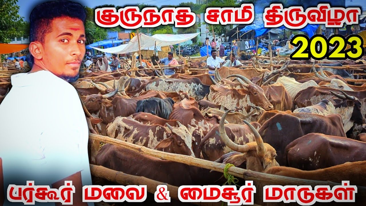 🔥அந்தியூர் குருநாதசாமி திருவிழா 2023 | மைசூர் மாடு பர்கூர் மலை மாடு | மாட்டுசந்தை | K7