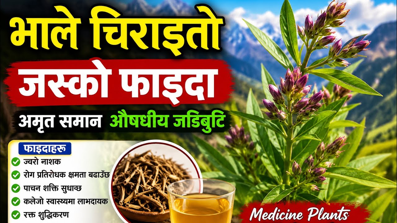 भाले चिराइतो अर्थात सिङरिङ्गे Ayurvedic Medicine Plants Bhale Chiraita Karki Binod