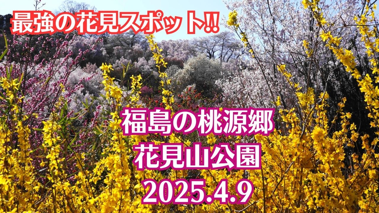 【最強の花見スポット】花見山公園 2025.4.9【福島の桃源郷】