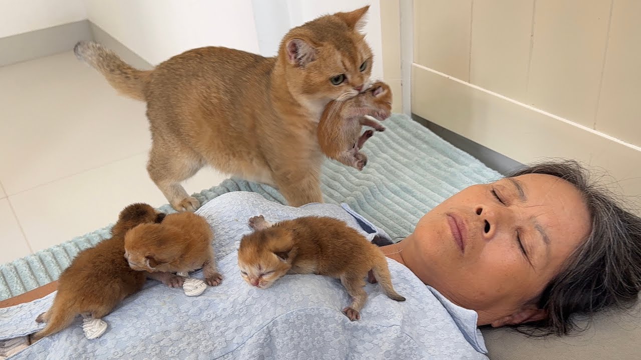 I can't escape!The mother cat is carrying her kittens in her mouth,looking for me to sleep with her.