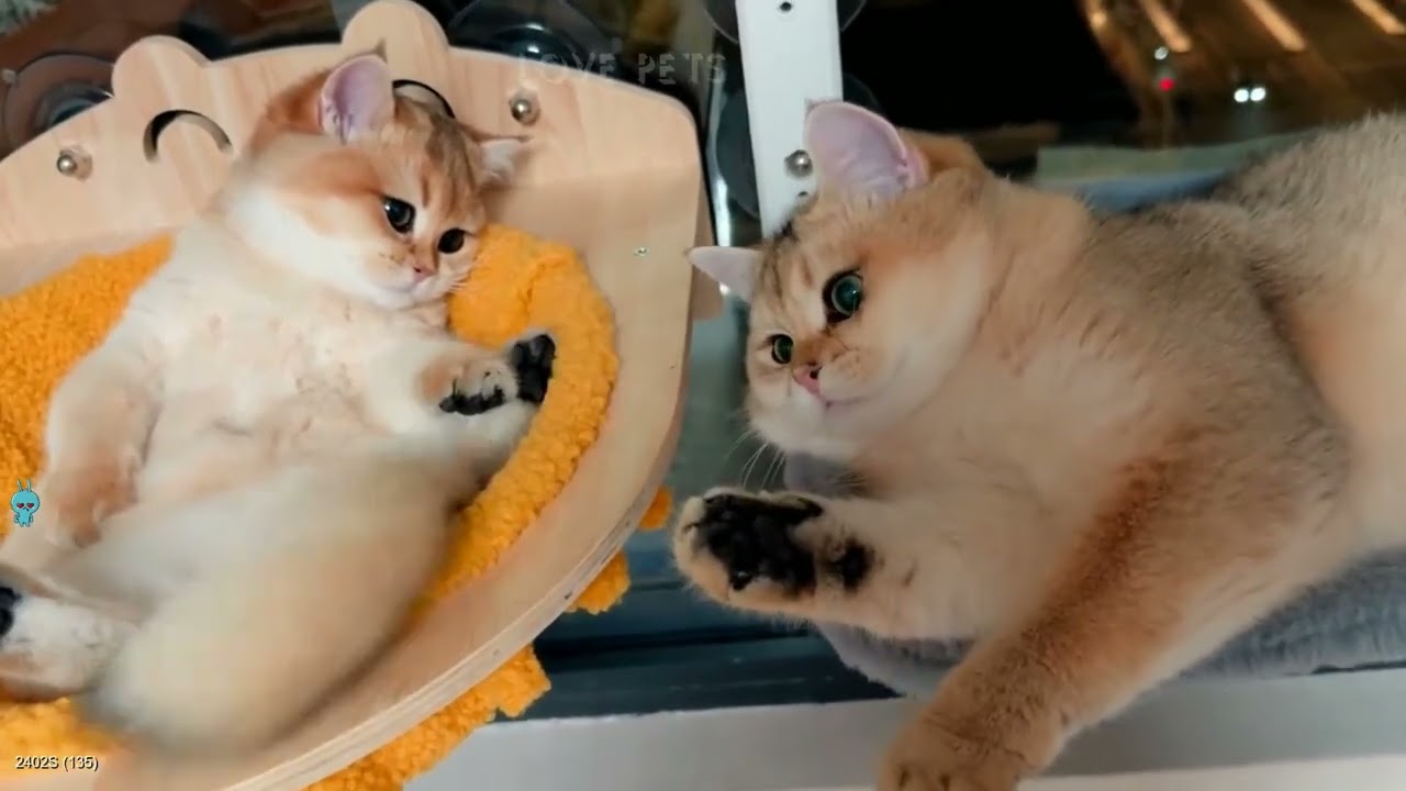 Try Not To Laugh💈Funniest Cats and Dogs Clips 2026😽🦮 Part 1
