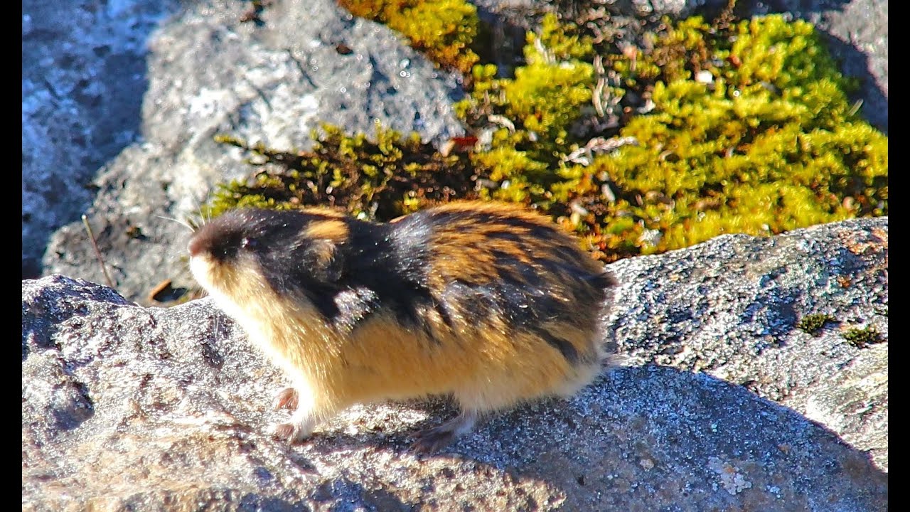 H&oslash;st i Strynefjell: Denne b&oslash;r du se (20 &aring;r gammel, men ubeskrivelig flott natur.)
