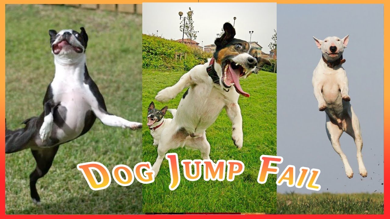 Dog Jump Fails - Funny and Cute Dog Compilation | 2021 🐕