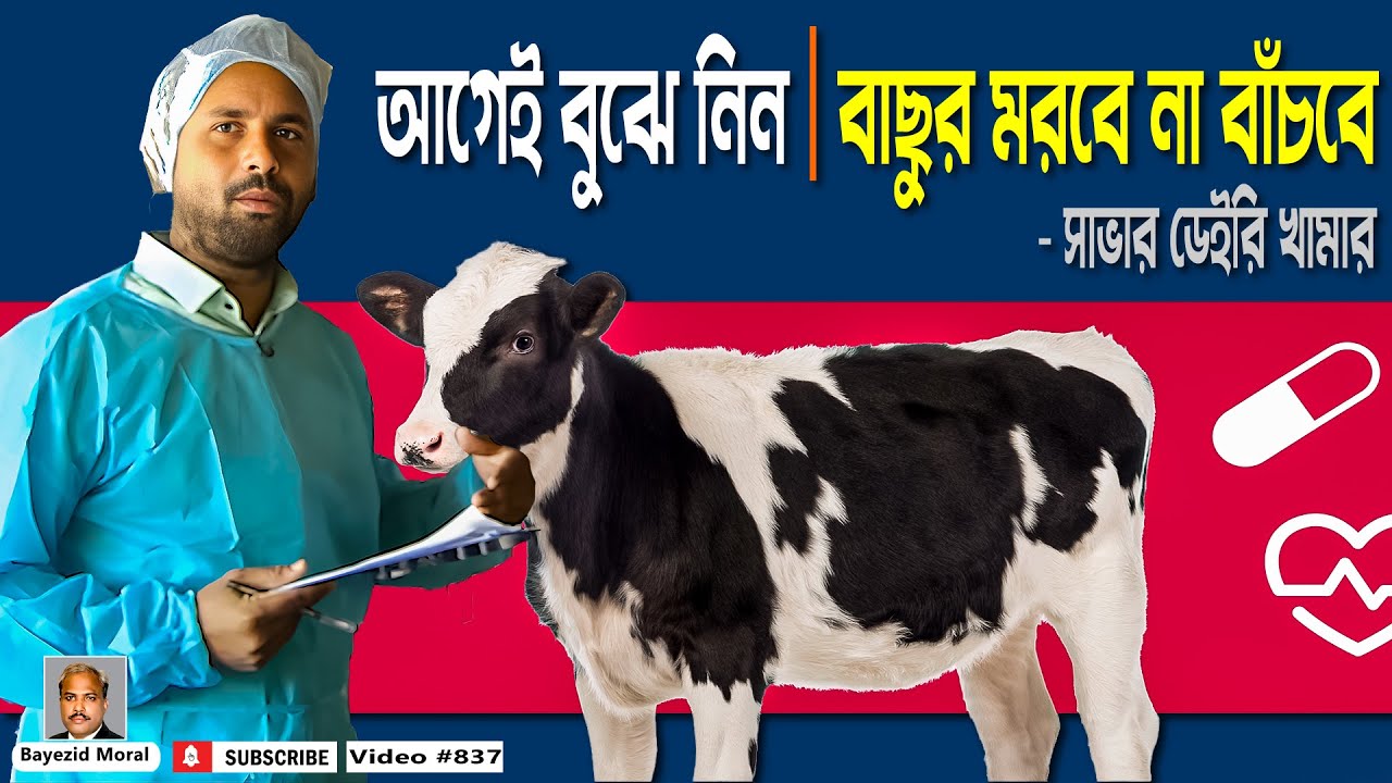 আগেই বুঝে নিন | বাছুর মরবে না বাঁচবে | Calf health scoring | Bayezid Moral